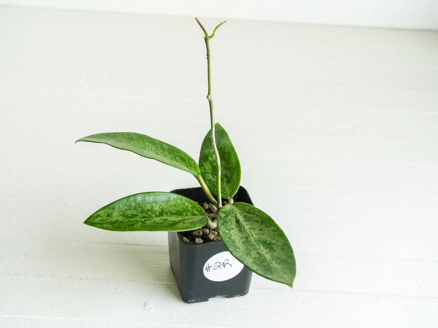 Hoya 'Rime' (Splash) | 2-Inch