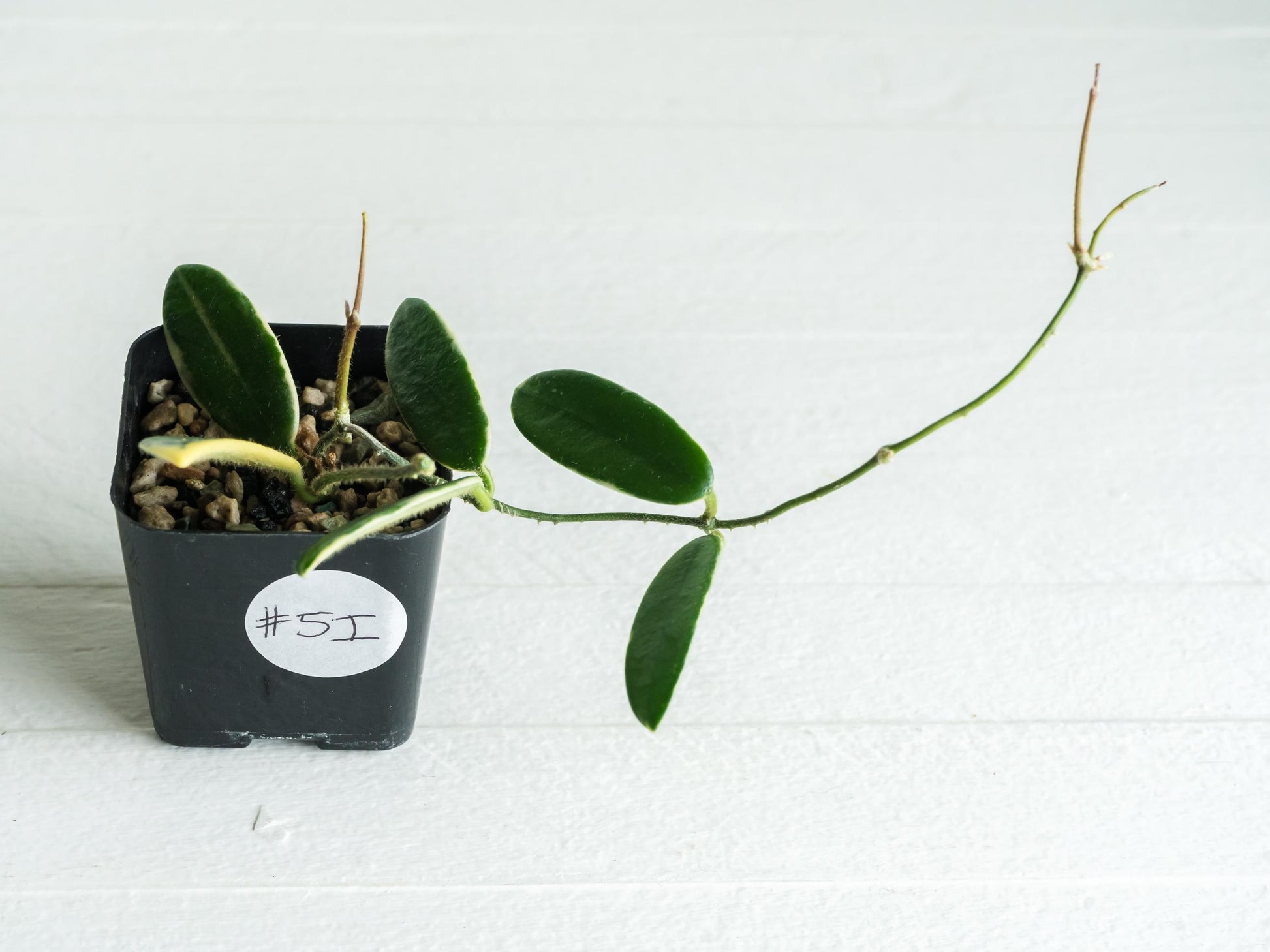 Hoya lyi 'Prism' (Pink Flower) | 2-Inch