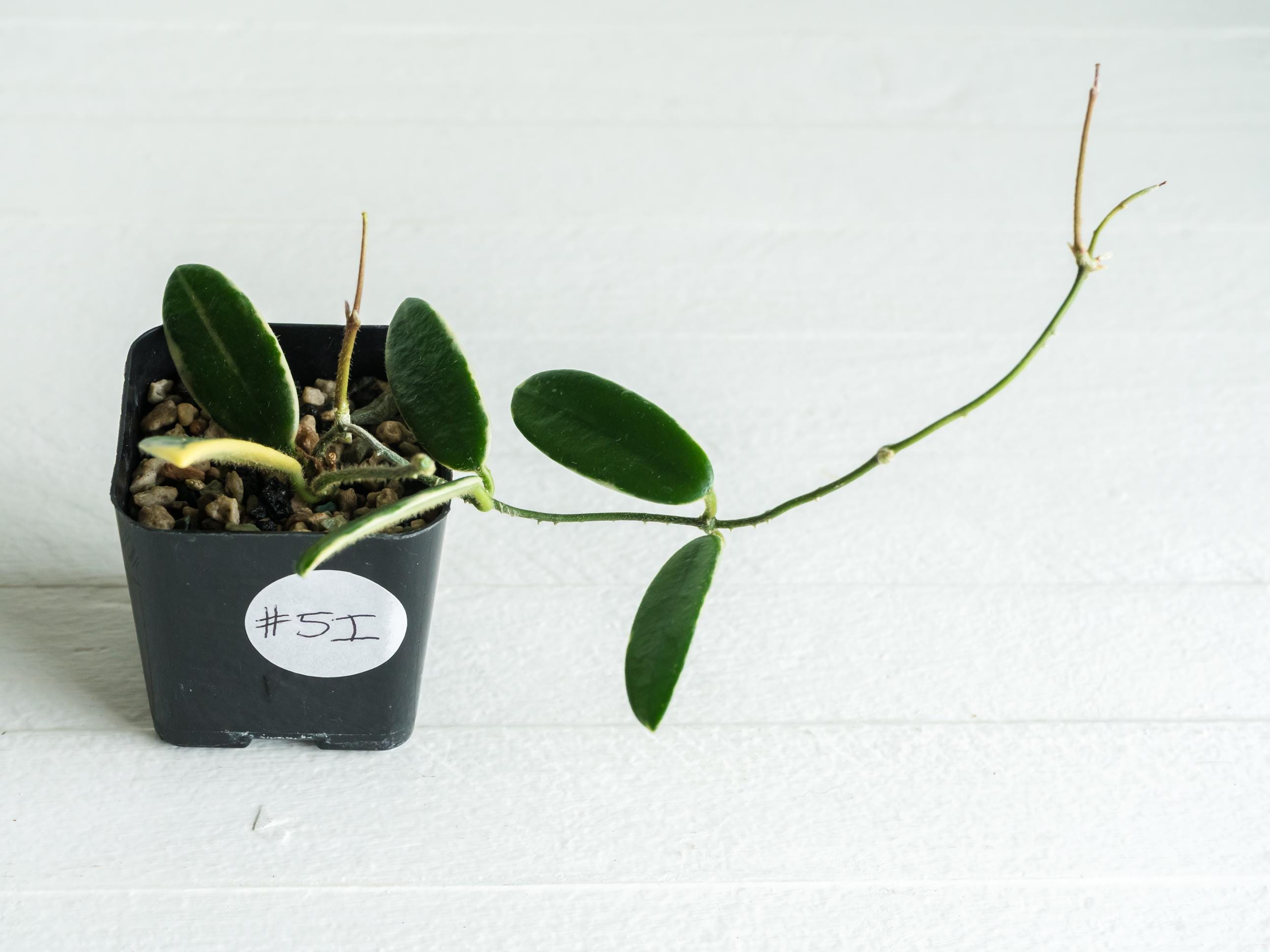Hoya lyi 'Prism' (Pink Flower) Rooted Cutting for Sale – Hoya