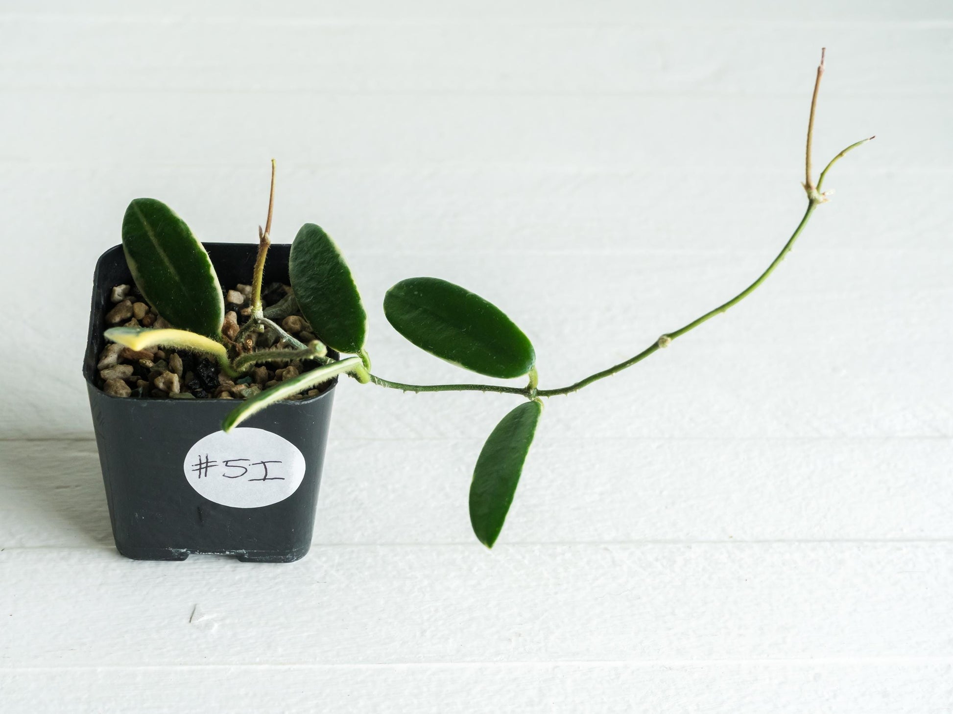 Hoya lyi 'Prism' (Pink Flower) | 2-Inch