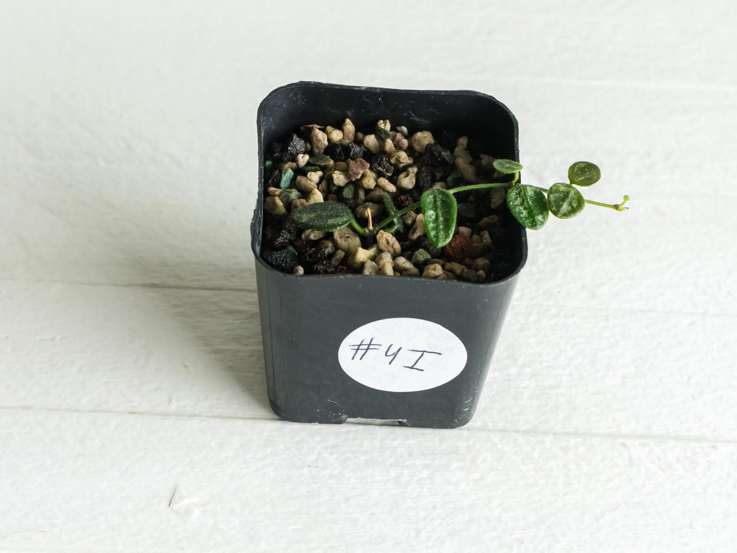 Hoya serpens (Splash) | 2-Inch