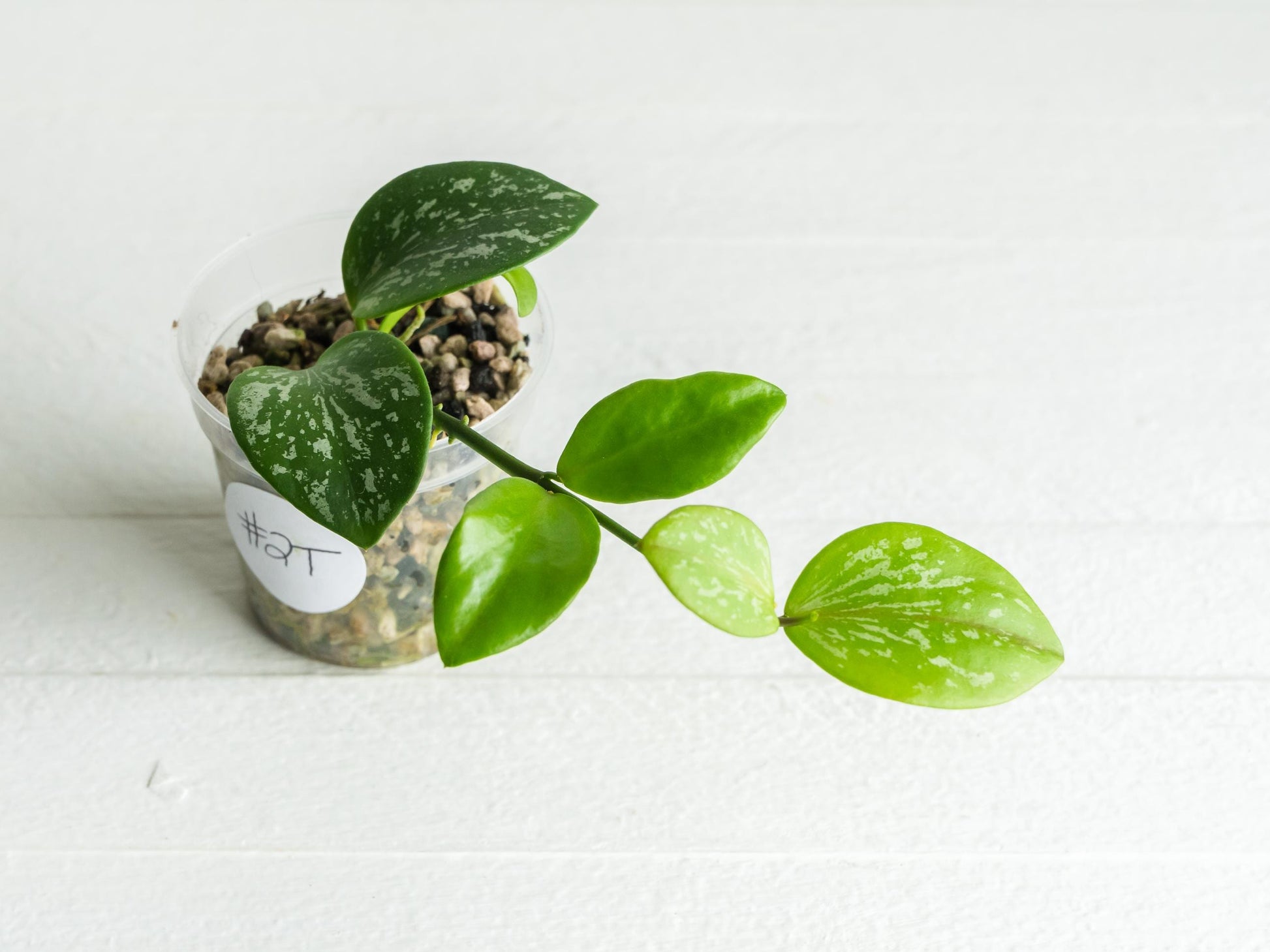 Hoya collina (IR-26) | 2-Inch