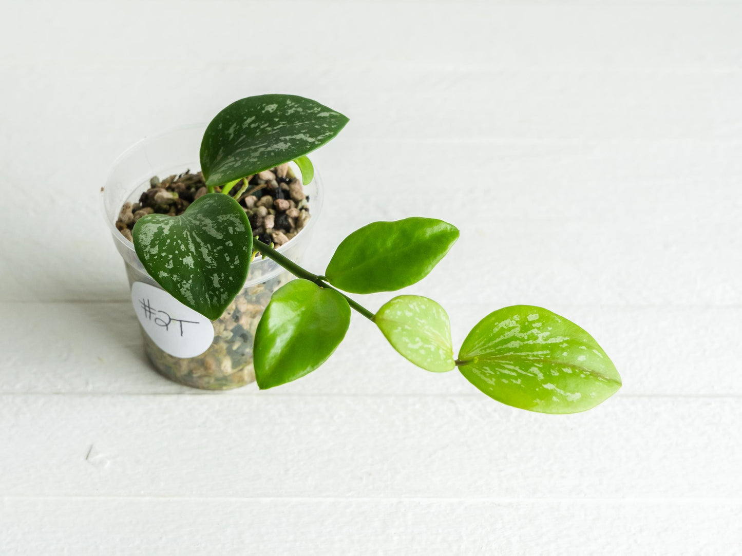 Hoya collina (IR-26) | 2-Inch