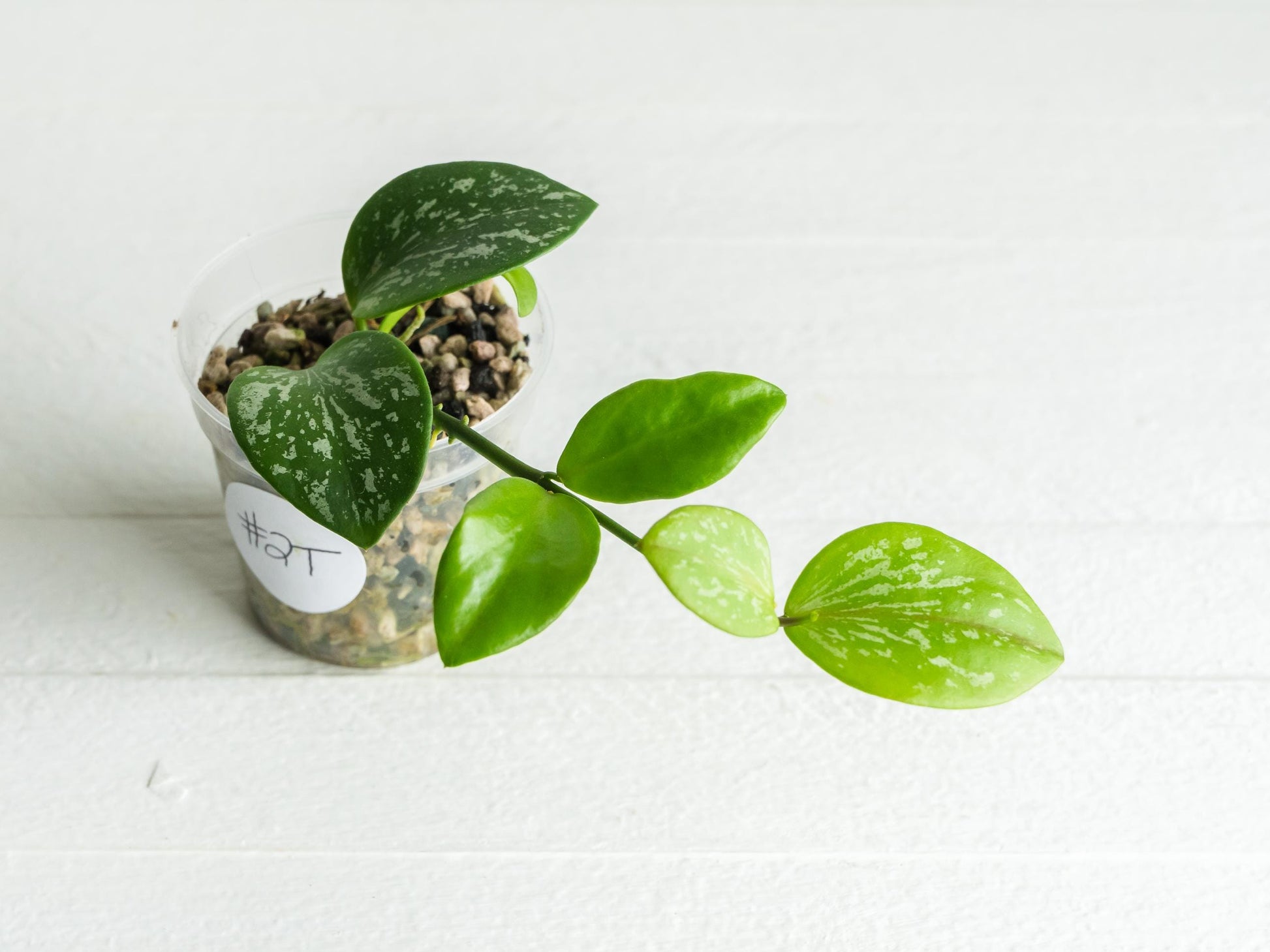 Hoya collina (IR-26) | 2-Inch