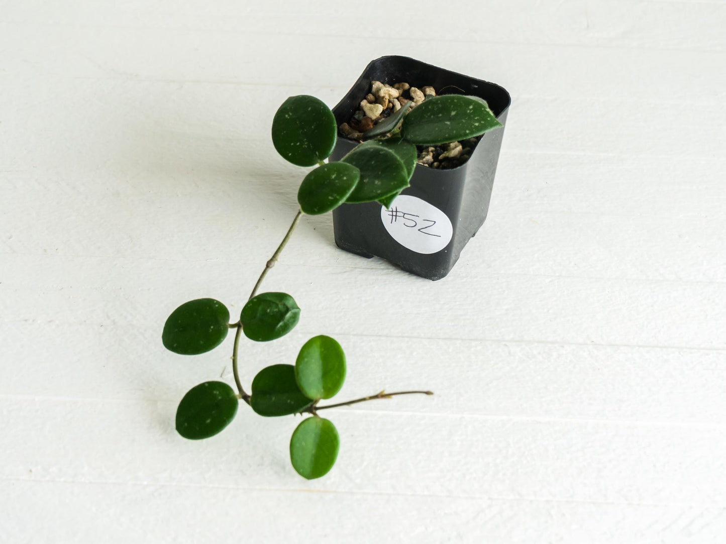 Hoya 'Mathilde' | 2-Inch