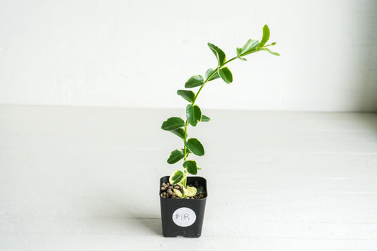 Hoya cumingiana (Albo | Outer Variegated) | 2-Inch