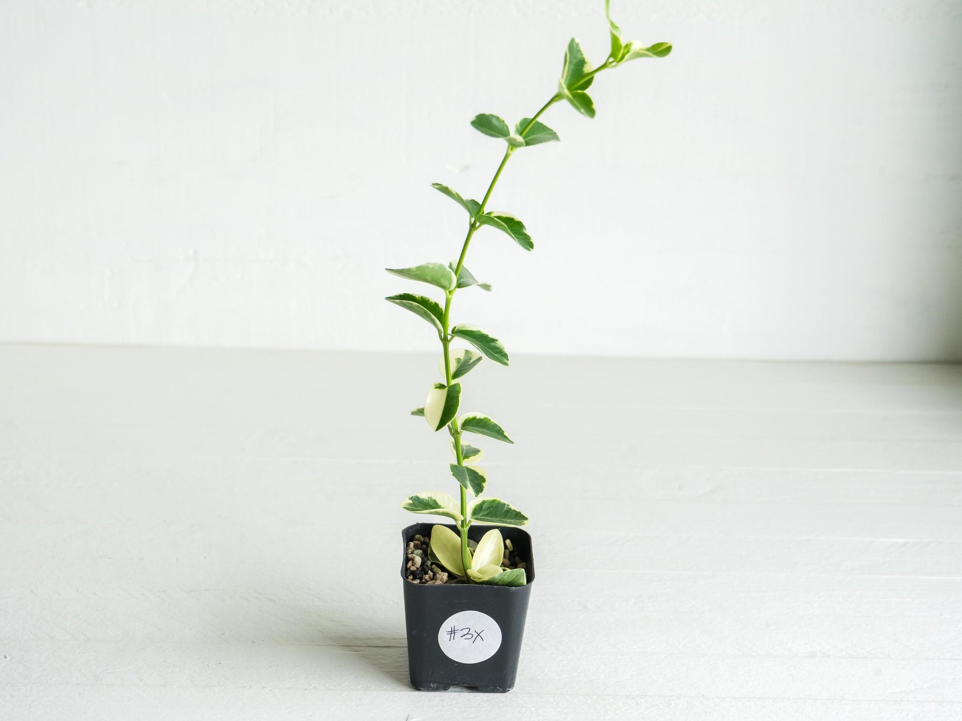 Hoya cumingiana (Albo | Outer Variegated) | 2-Inch
