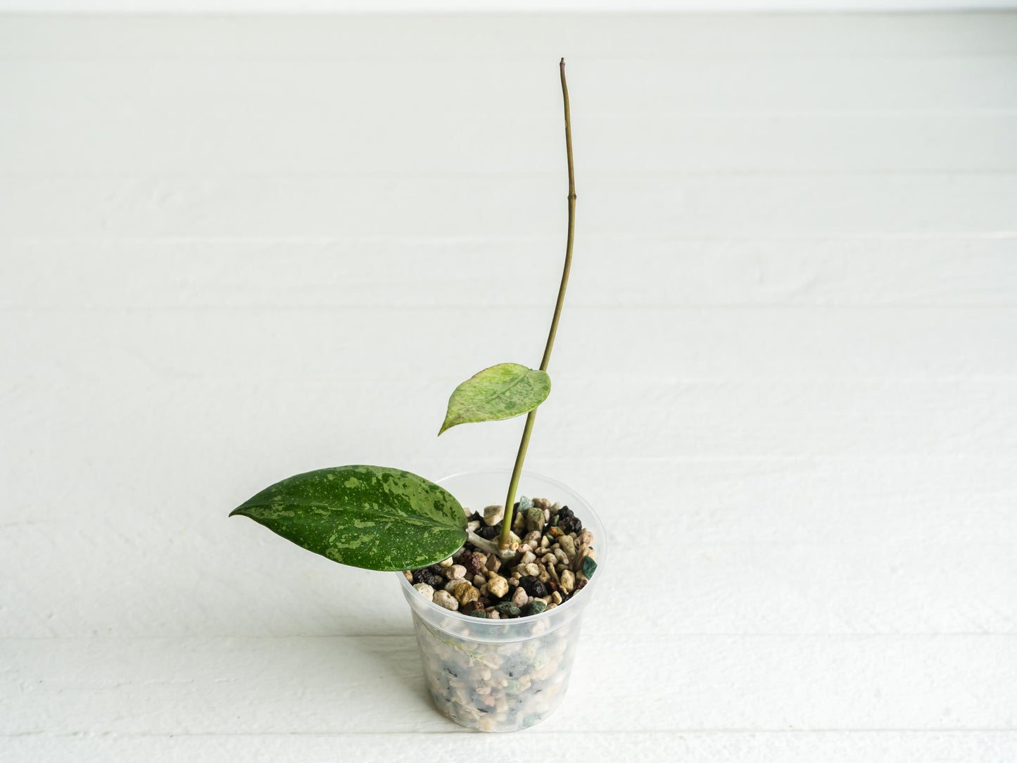 Hoya verticillata (Pemalang Silver) | 2-Inch