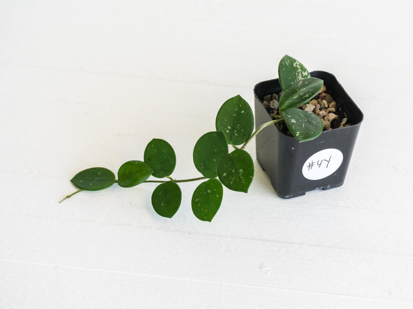 Hoya 'Mathilde' | 2-Inch