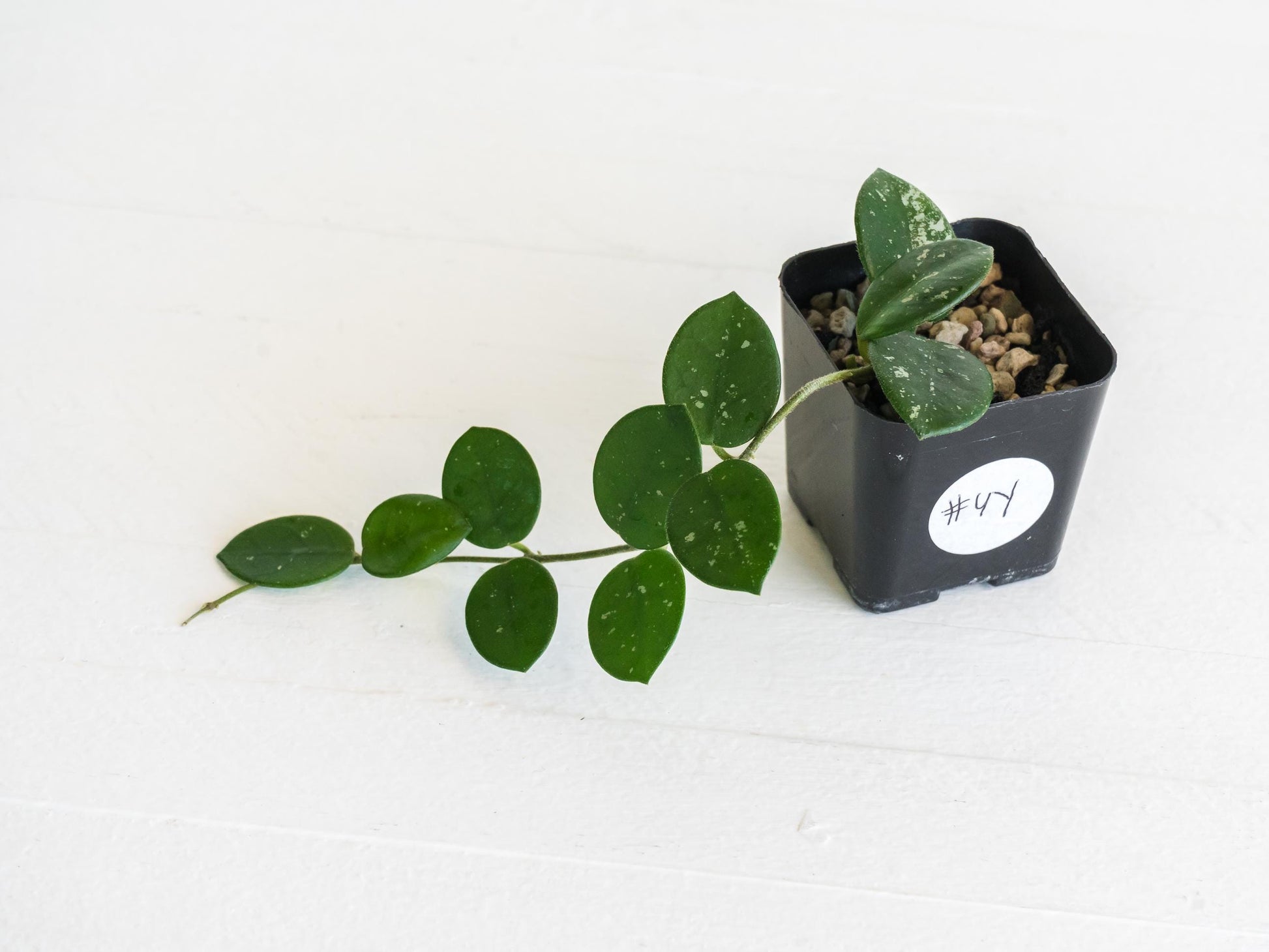 Hoya 'Mathilde' | 2-Inch