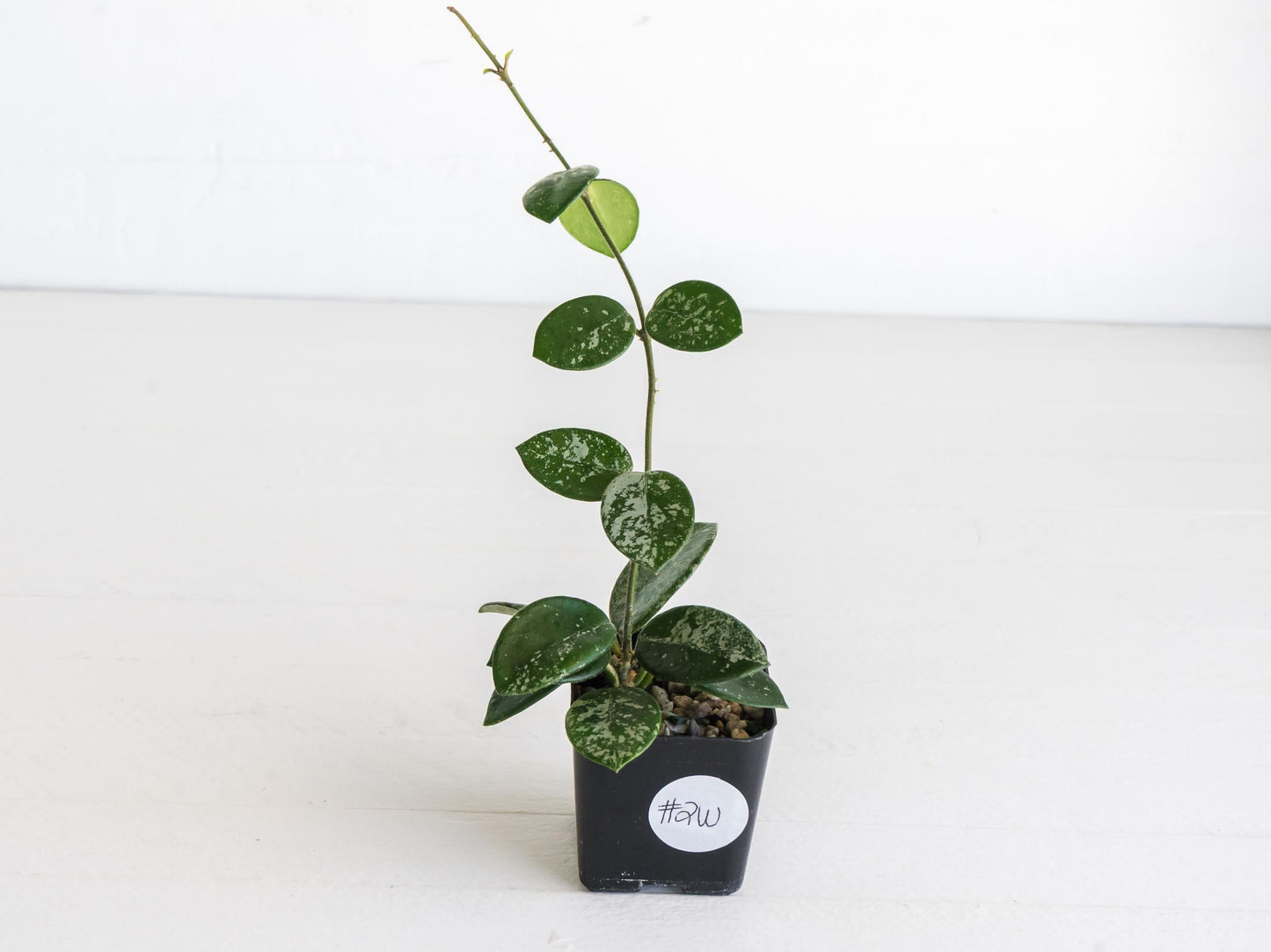 Hoya 'Mathilde' (Splash) | 2-Inch