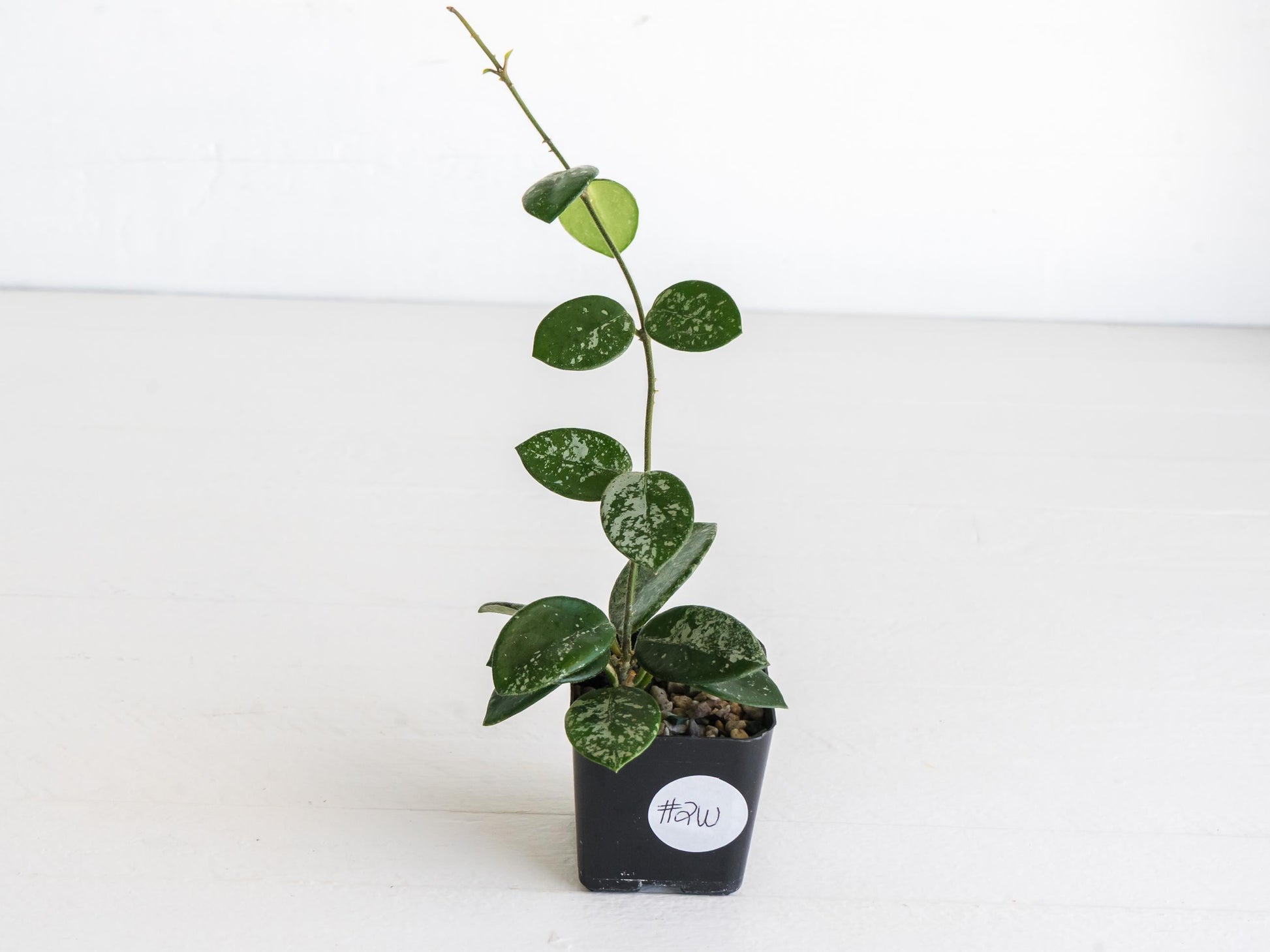 Hoya 'Mathilde' (Splash) | 2-Inch