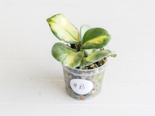 Hoya carnosa 'Argentea Princess' | 2-Inch