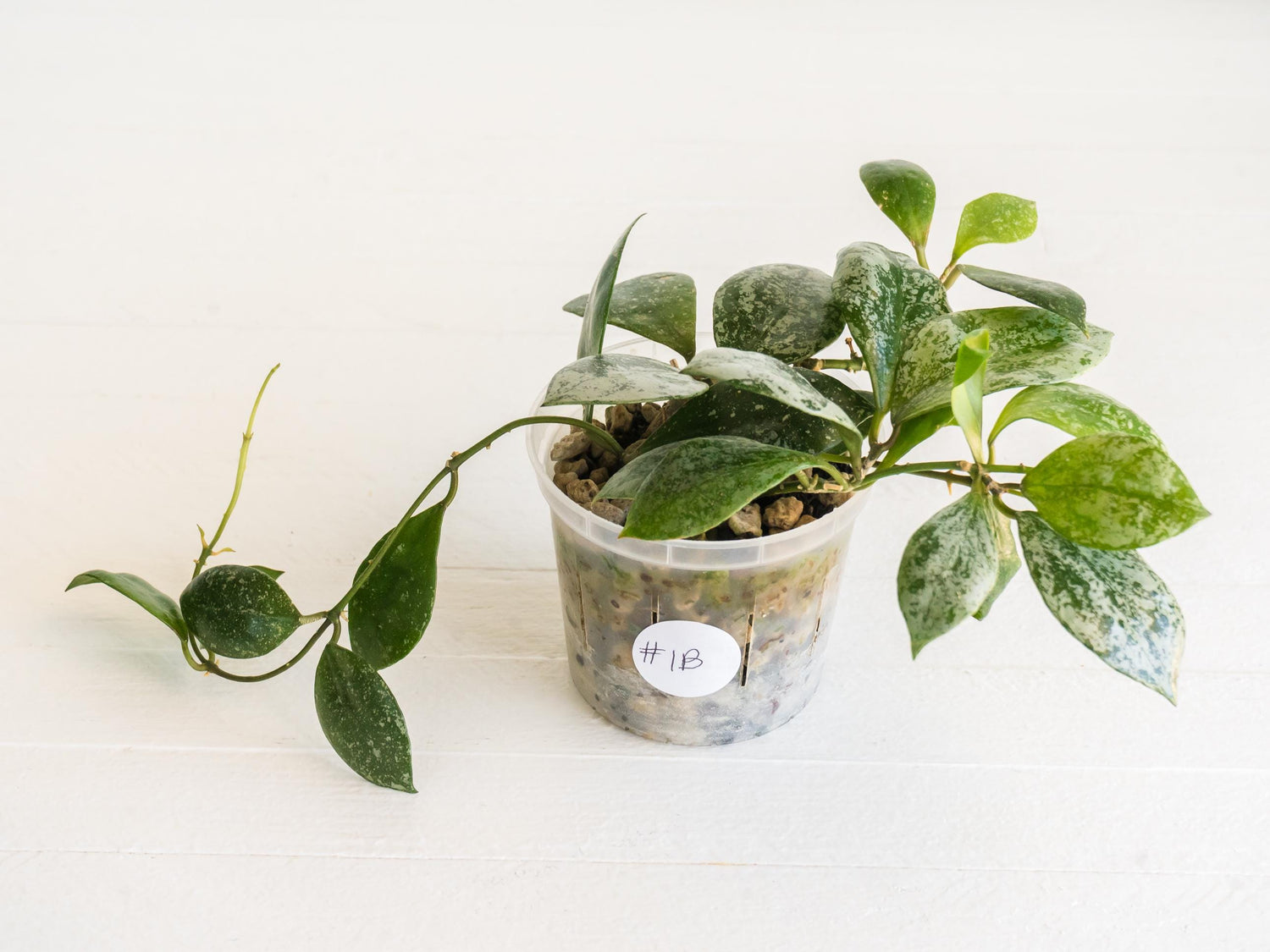 Hoya walliniana (Splash) | 3-Inch