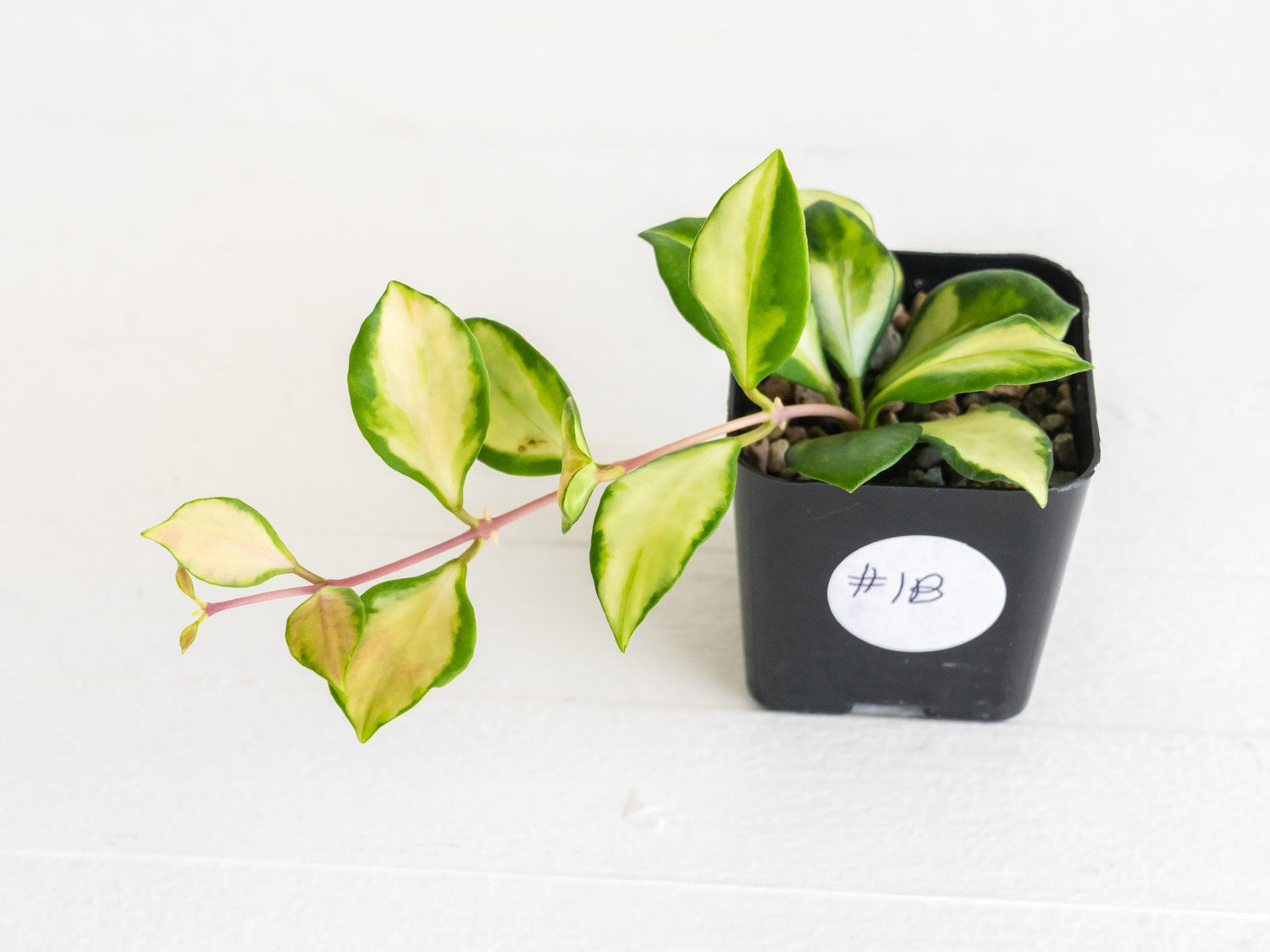 Hoya heuschkeliana (Inner Variegated) | 2-Inch
