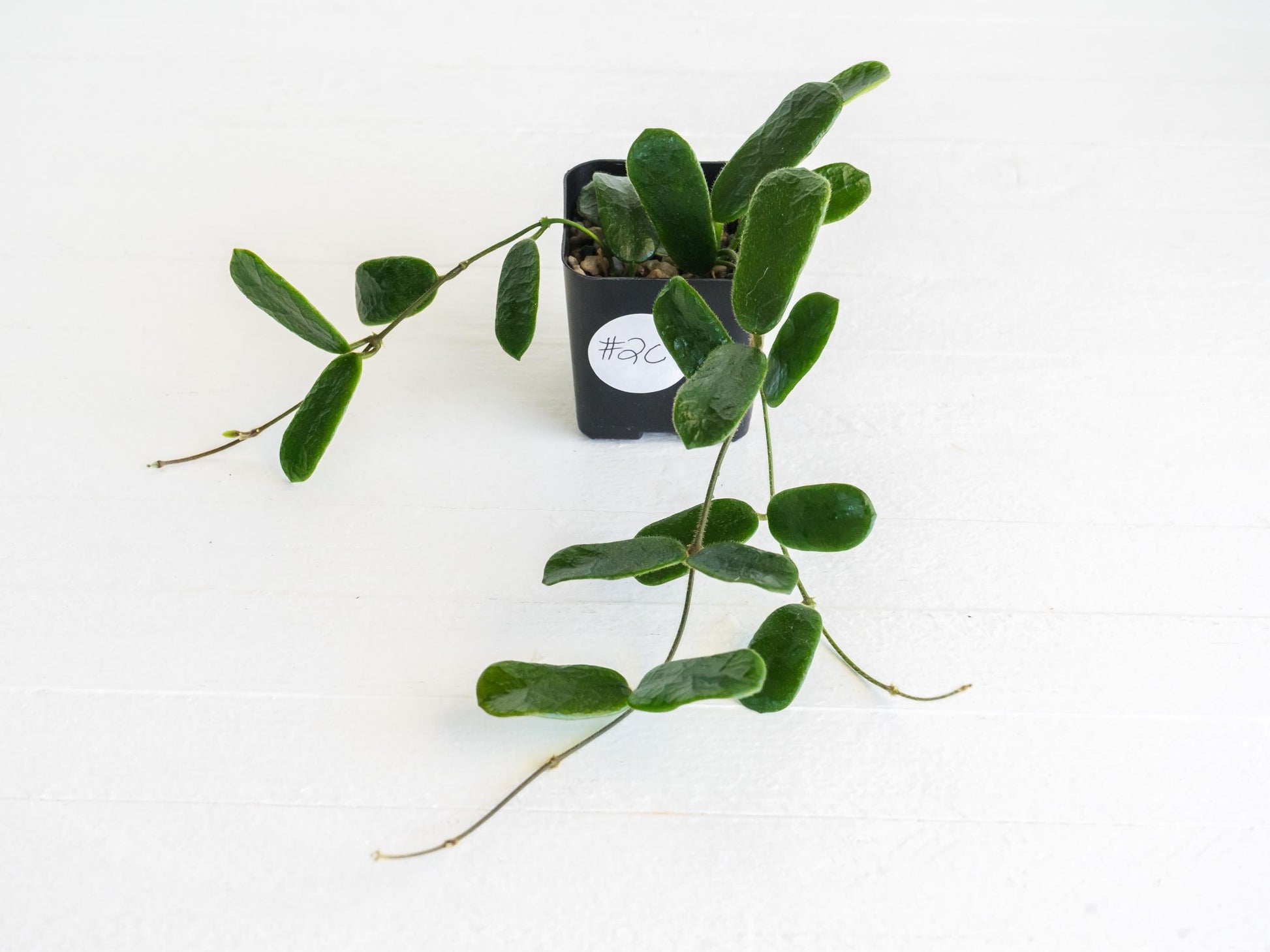 Hoya rotundiflora | 2-Inch