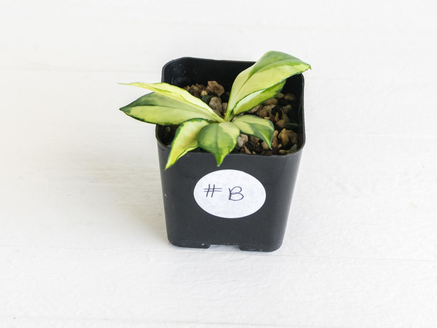 Hoya crassipetiolata (Inner Variegated) | 2-Inch