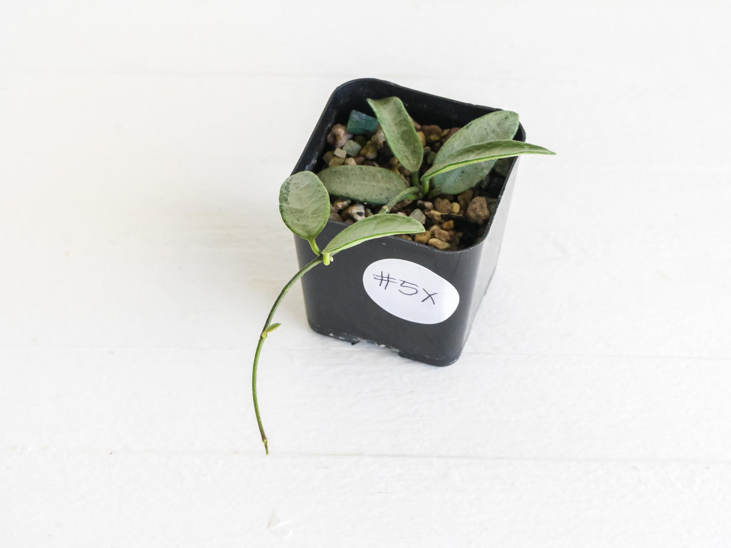 Hoya lima (Silver) | 2-Inch