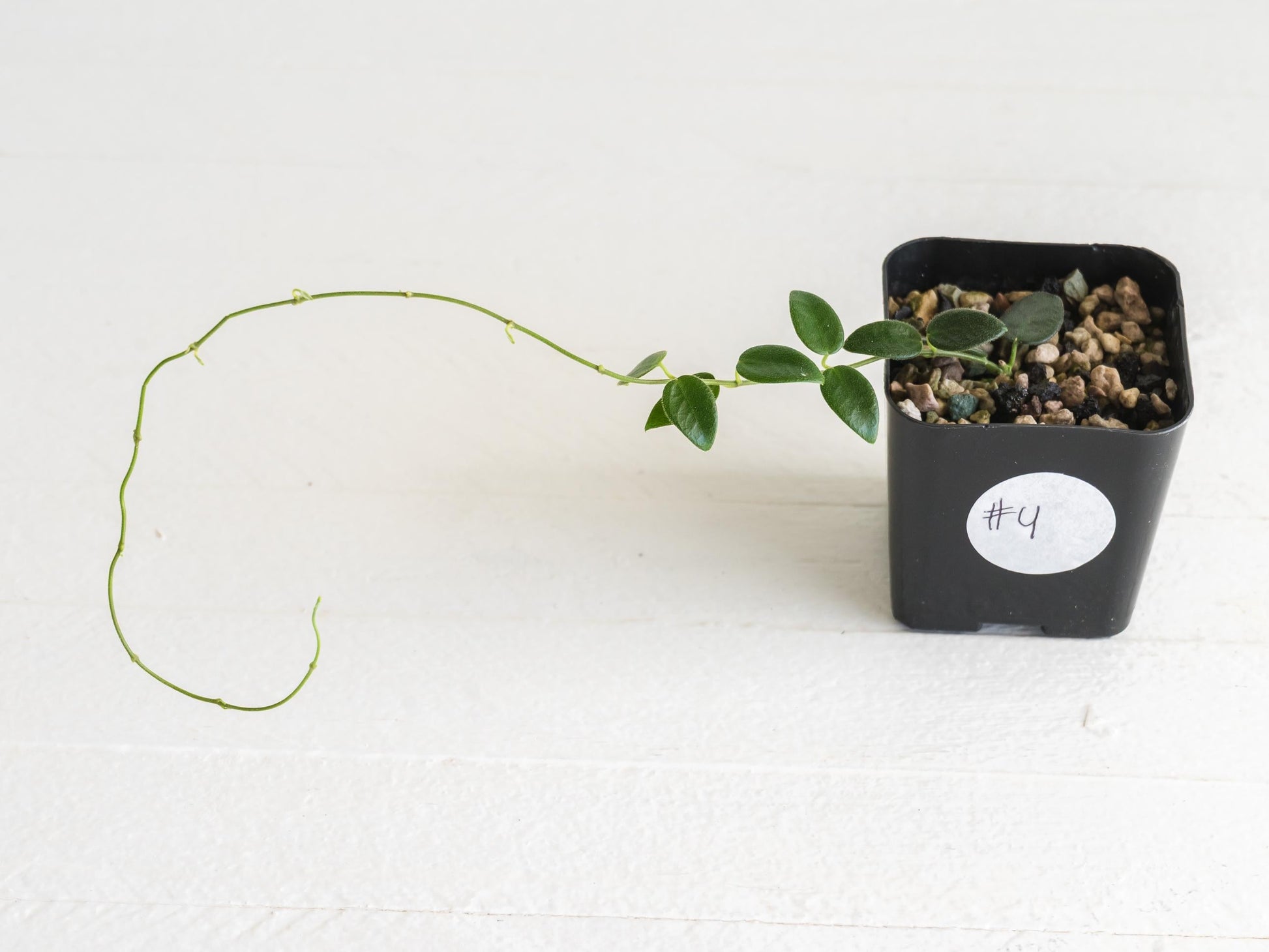 Hoya pulleana (IM-02) | 2-Inch