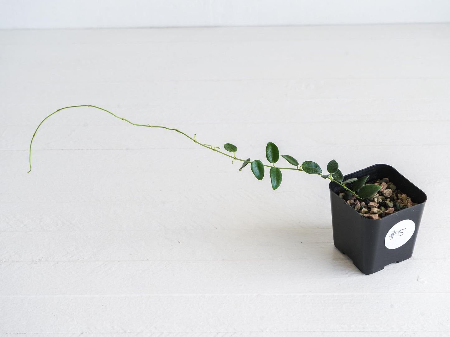 Hoya pulleana (IM-02) | 2-Inch