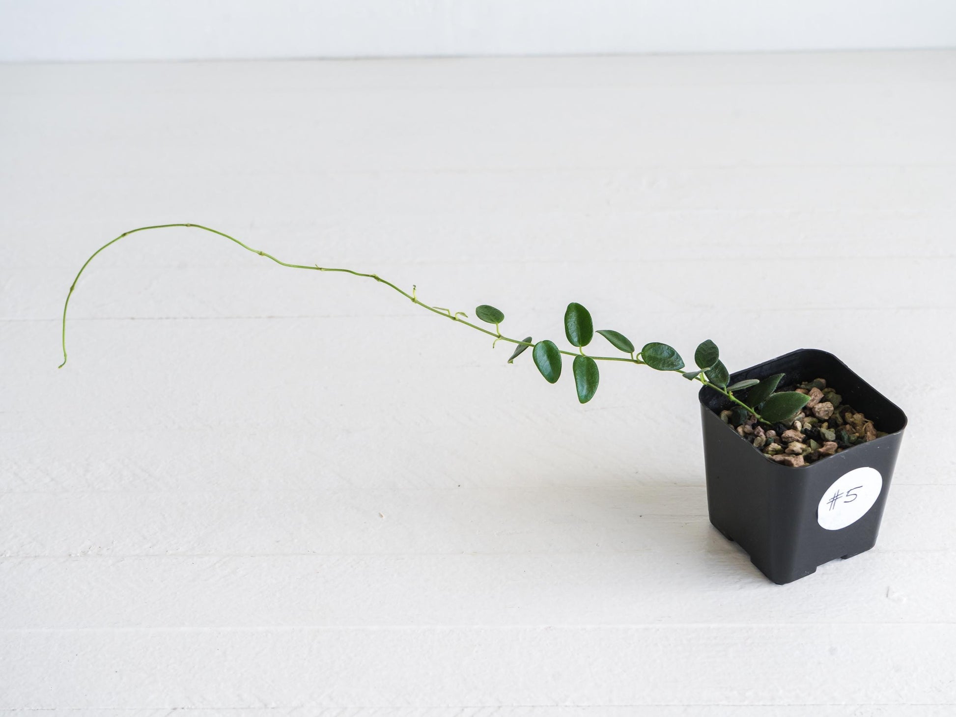 Hoya pulleana (IM-02) | 2-Inch