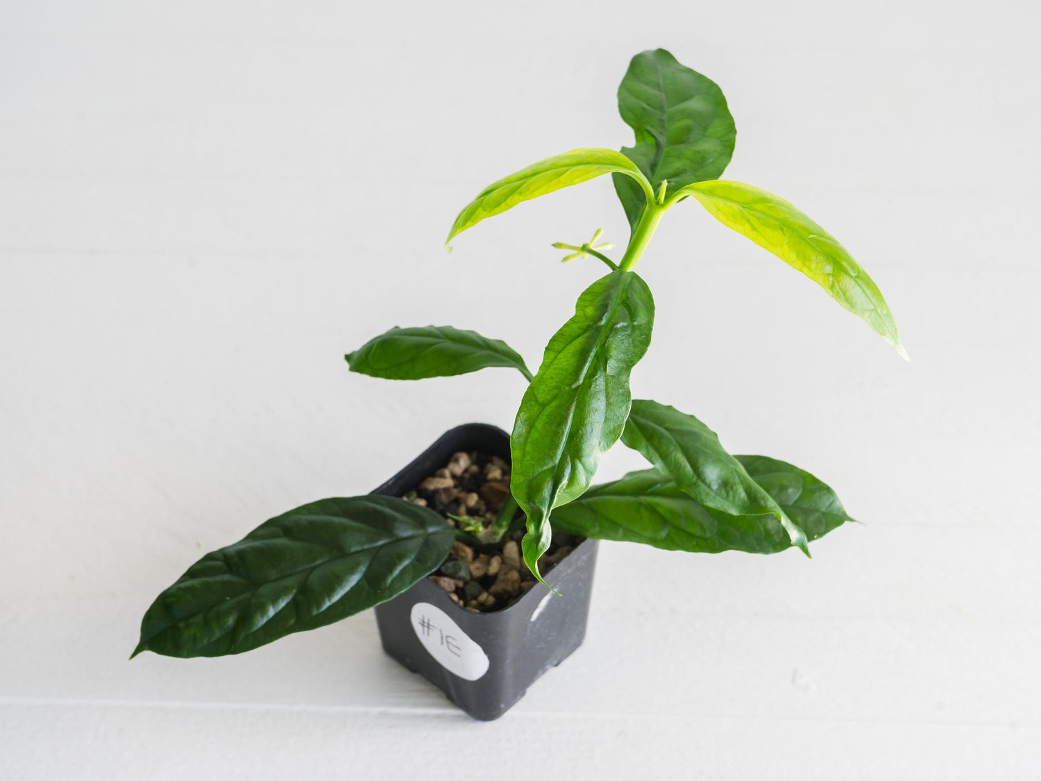 Hoya decipulae (Outer Variegated) | 2-Inch