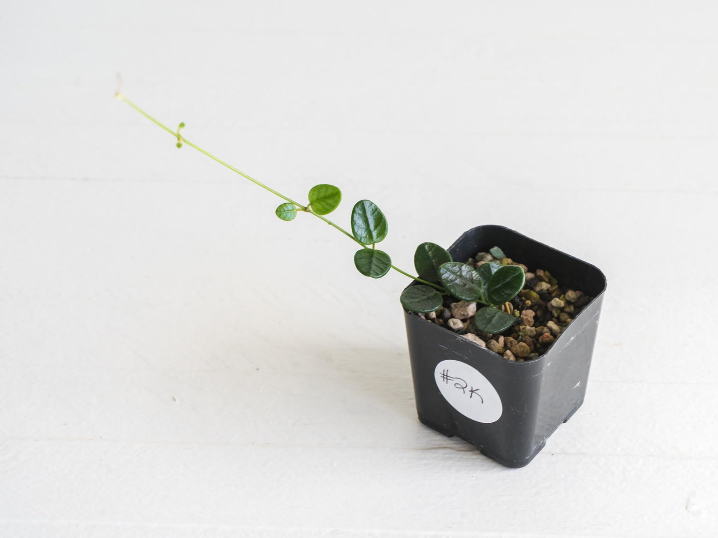 Hoya nummularia (formerly Hoya tengchongensis) | 2-Inch