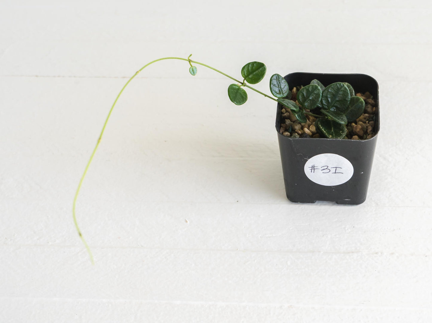 Hoya nummularia (formerly Hoya tengchongensis) | 2-Inch
