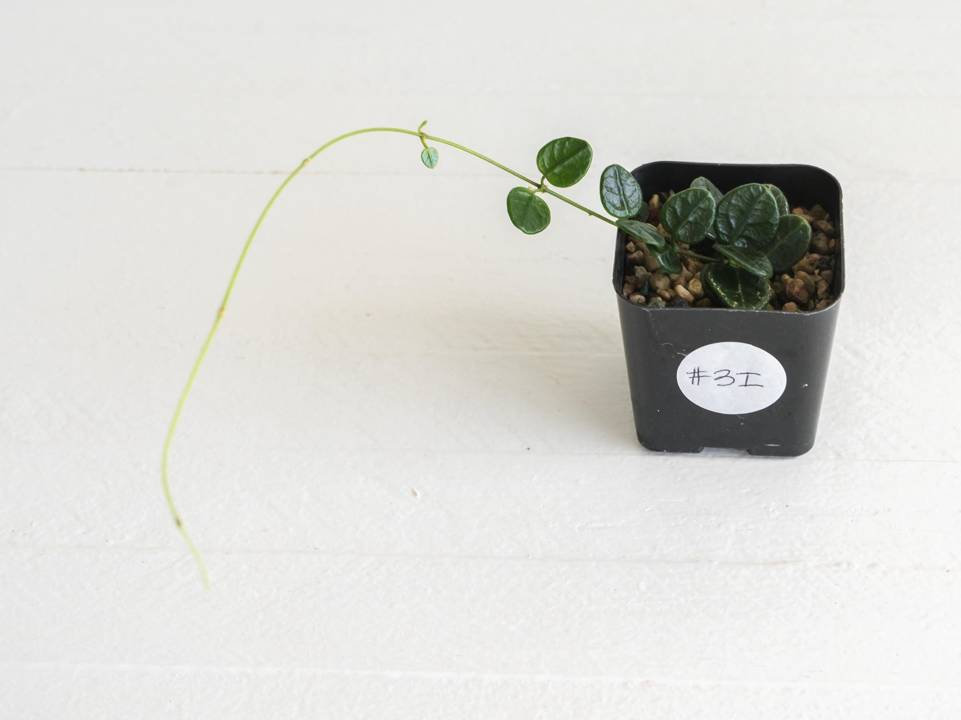 Hoya nummularia (formerly Hoya tengchongensis) | 2-Inch