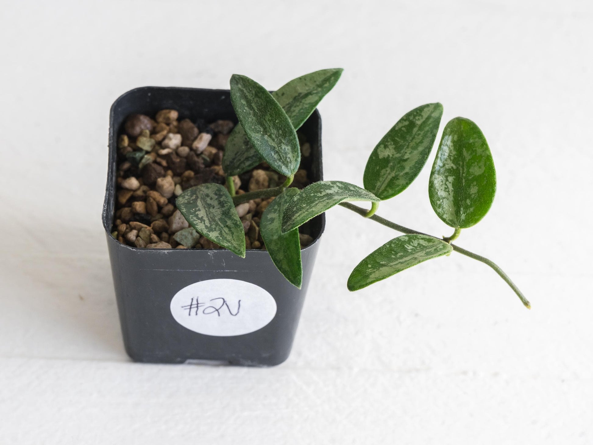 Hoya lima (Splash) | 2-Inch