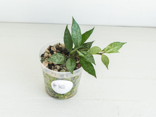 Hoya lacunosa 'White Pearl' | 2-Inch