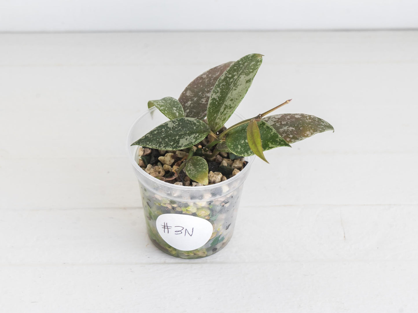 Hoya lacunosa 'Laos Full Splash' | 2-Inch