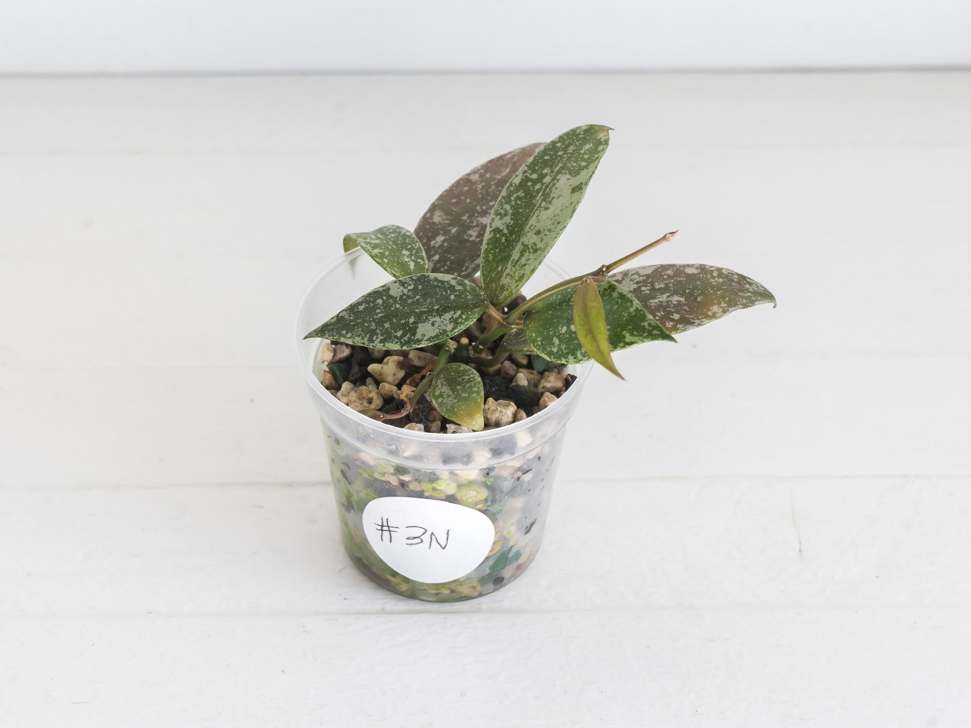 Hoya lacunosa 'Laos Full Splash' | 2-Inch