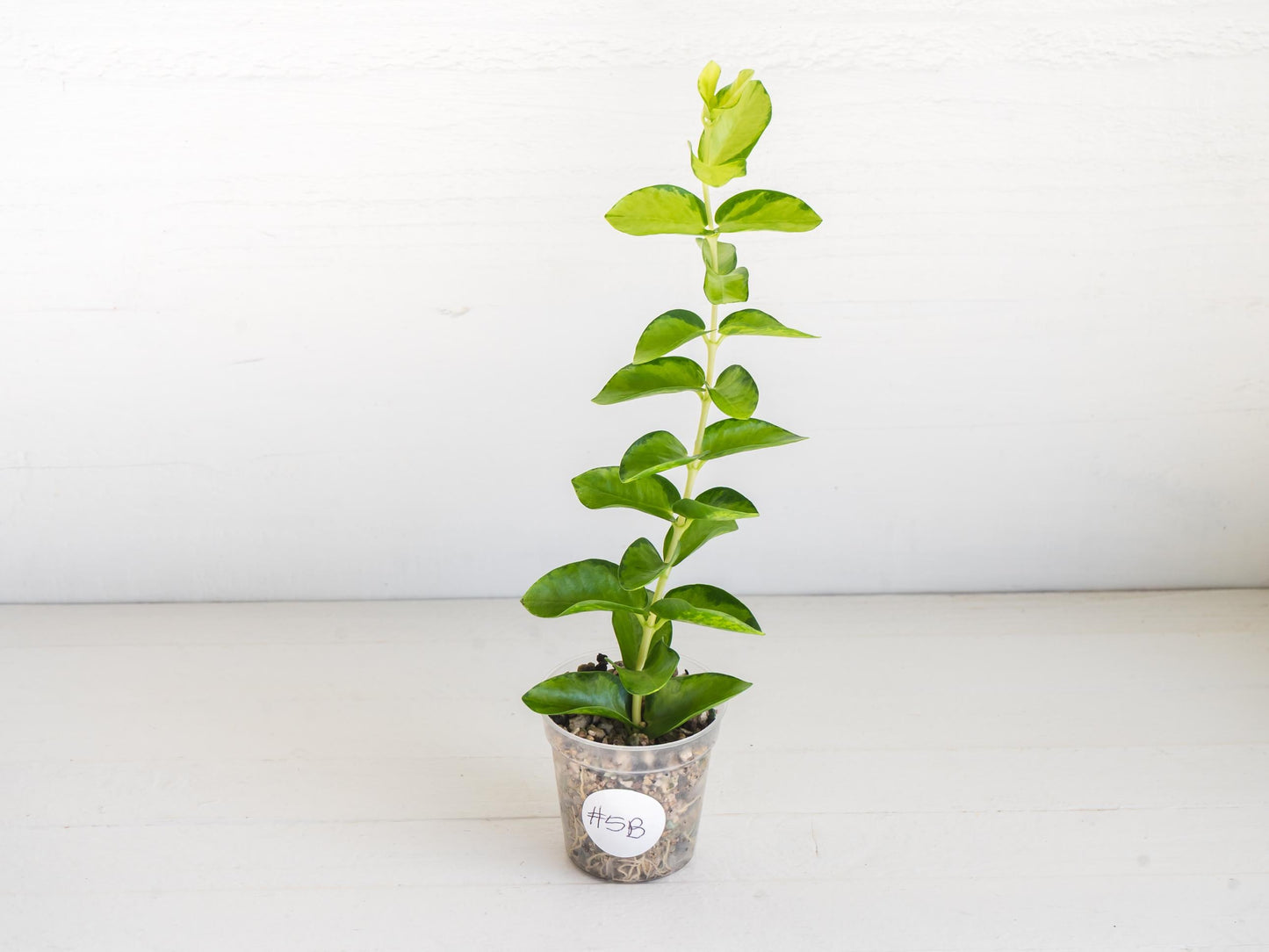 Hoya cumingiana (Inner Variegated) | 2-Inch