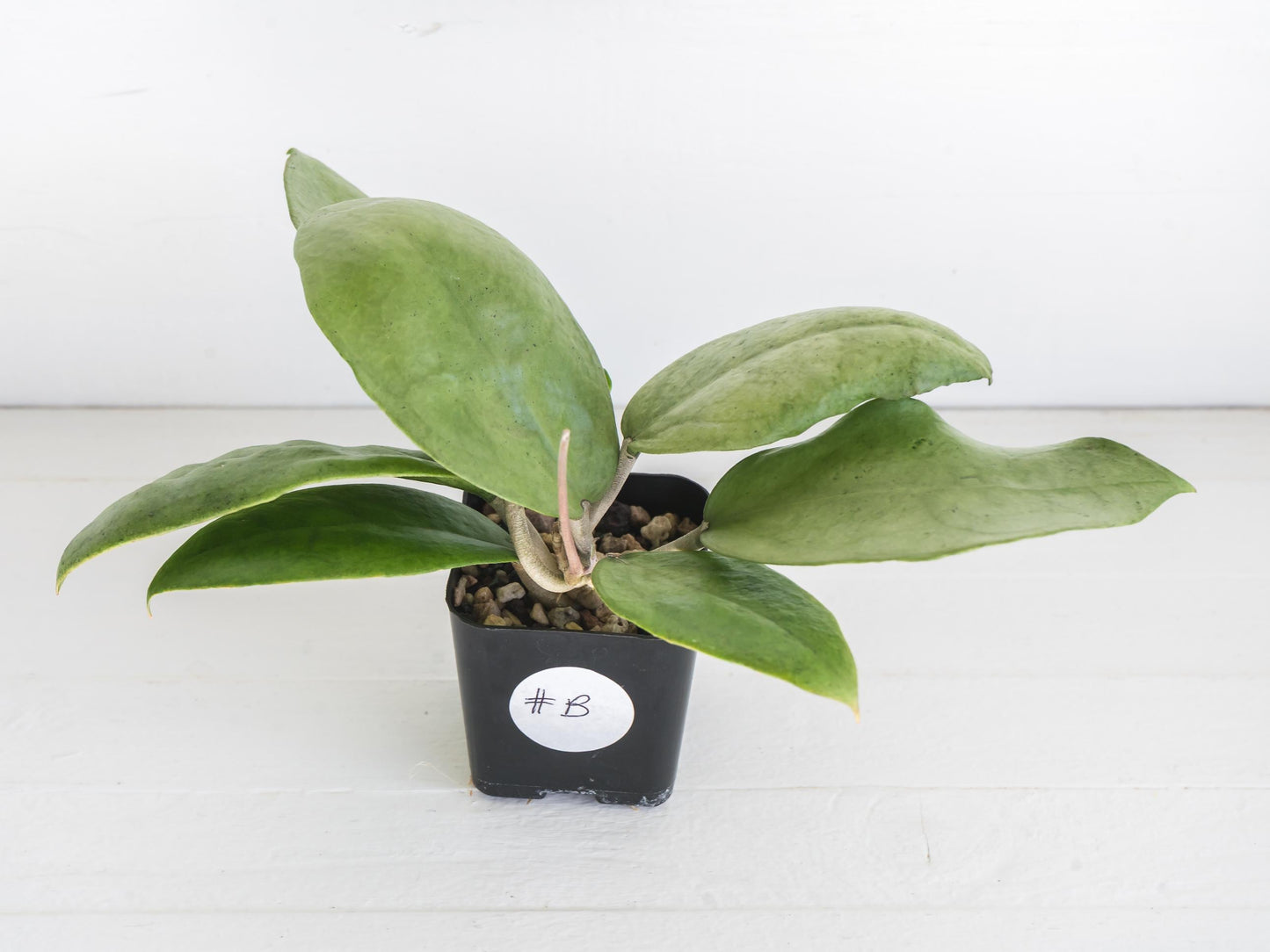 Hoya 'Menak Sopal Silver' | 2-Inch