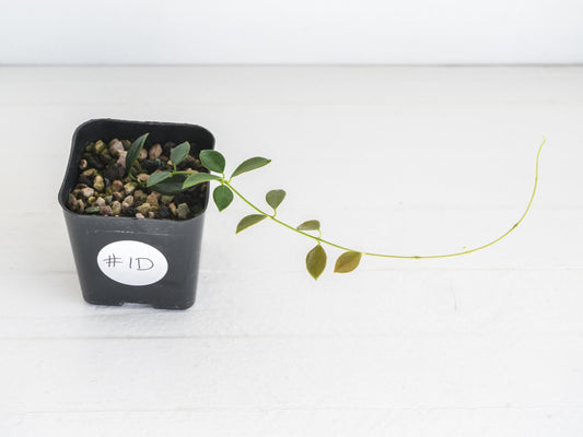 Hoya papua (PNG IM-08) | 2-Inch