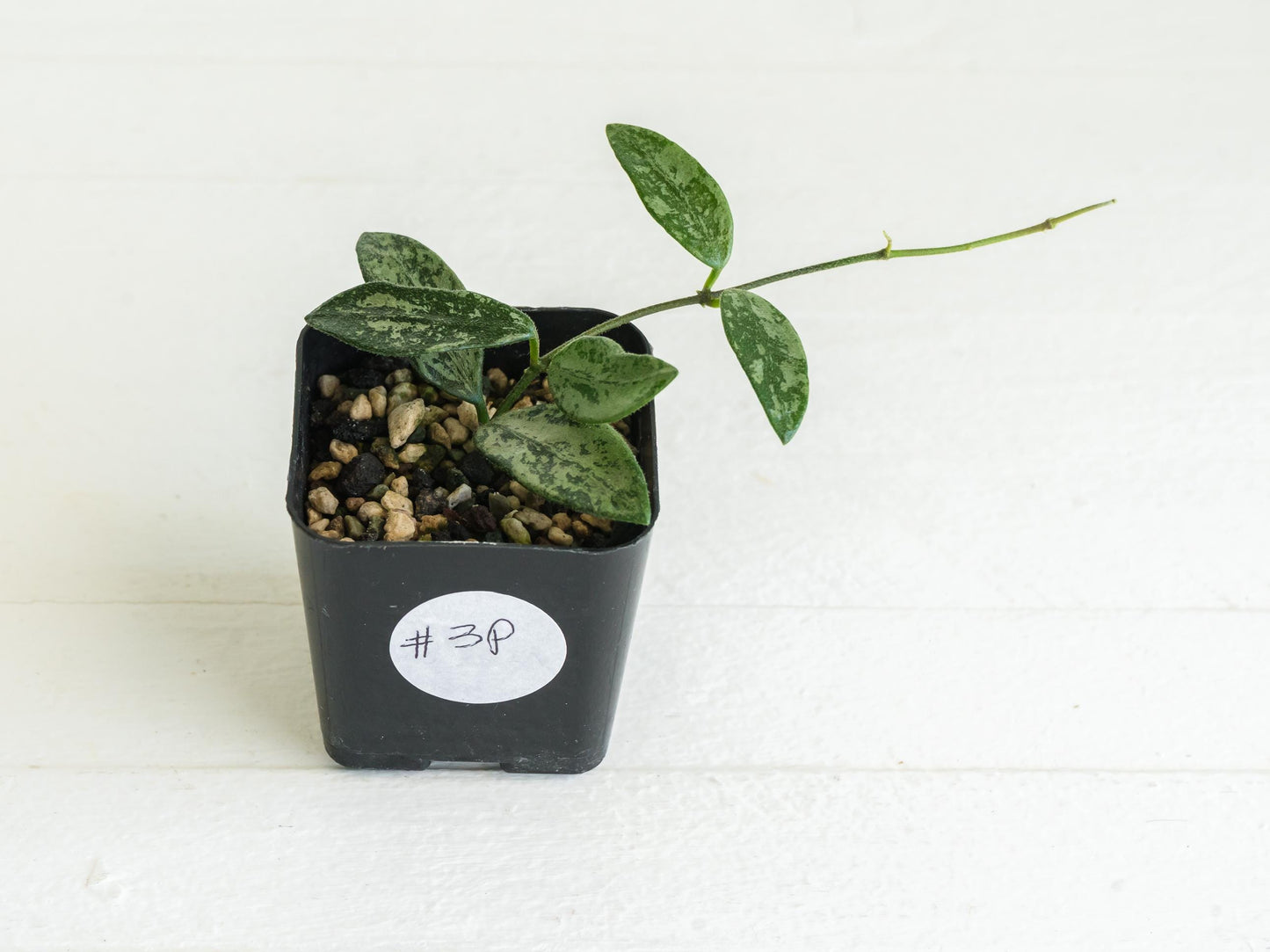 Hoya lima (Splash) | 2-Inch