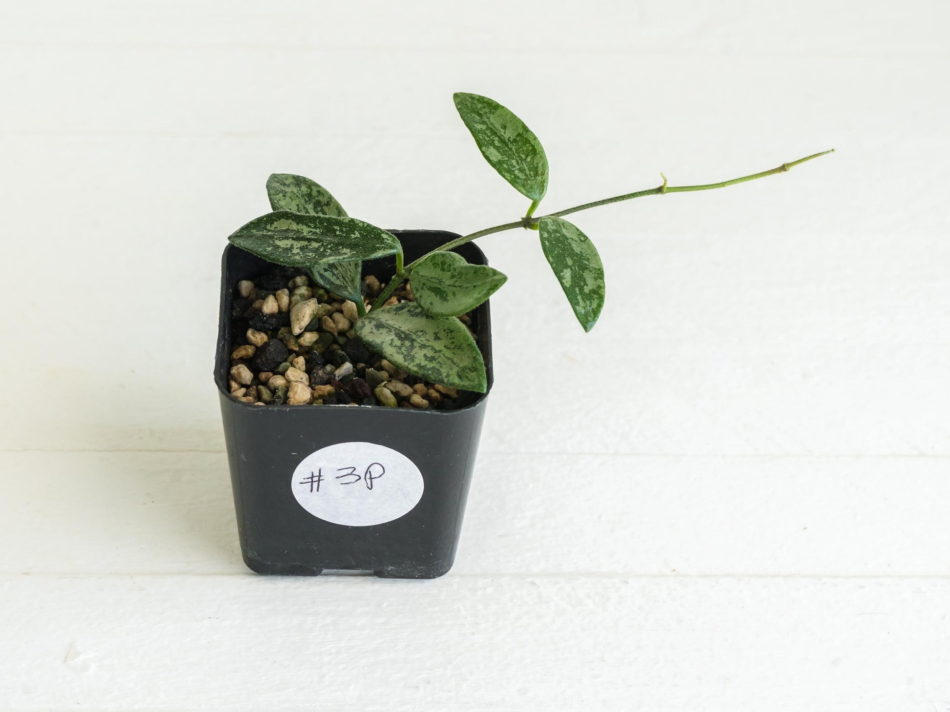 Hoya lima (Splash) | 2-Inch