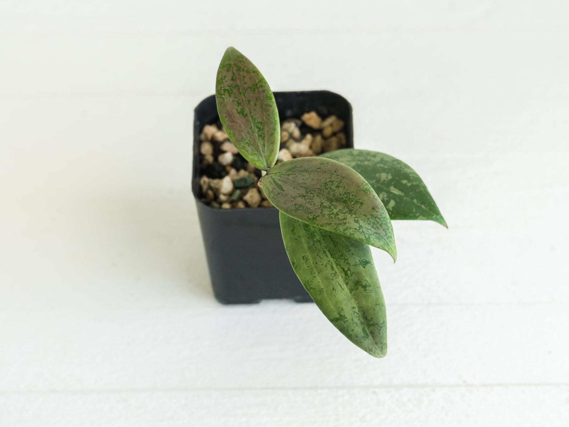 Hoya 'Strawberry Matcha' (UPT008) | 2-Inch