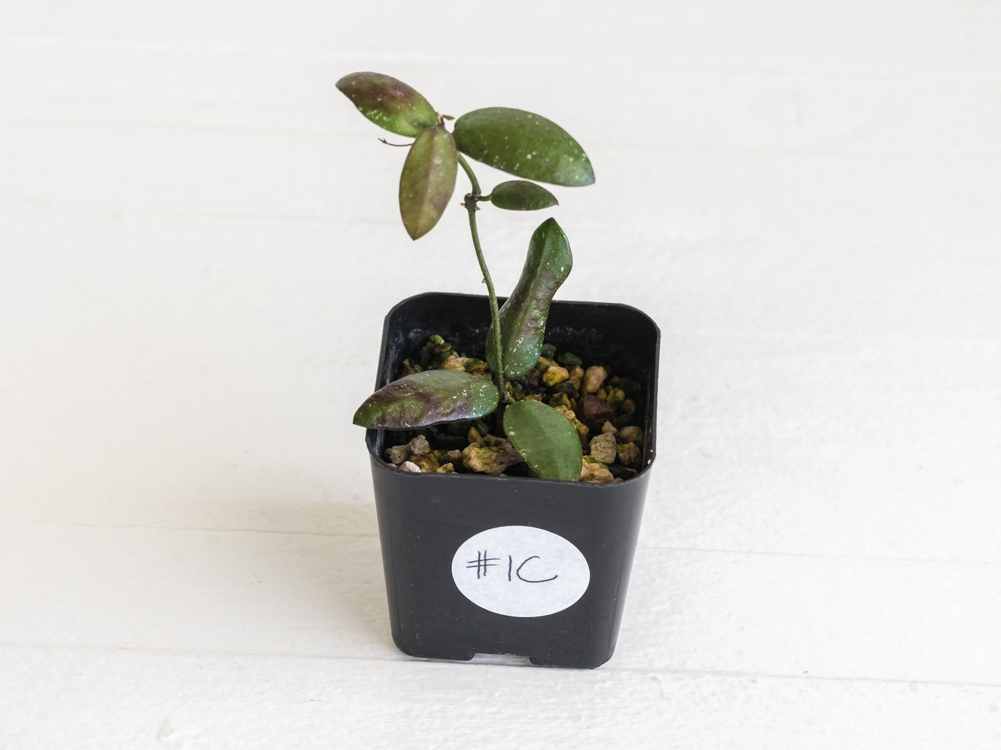 Hoya sigillatis 'Alas River' | 2-Inch