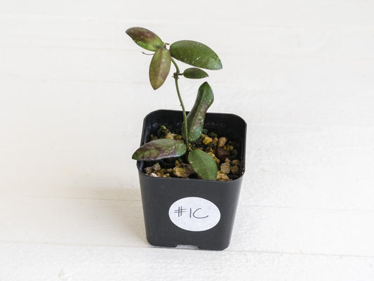 Hoya sigillatis 'Alas River' | 2-Inch