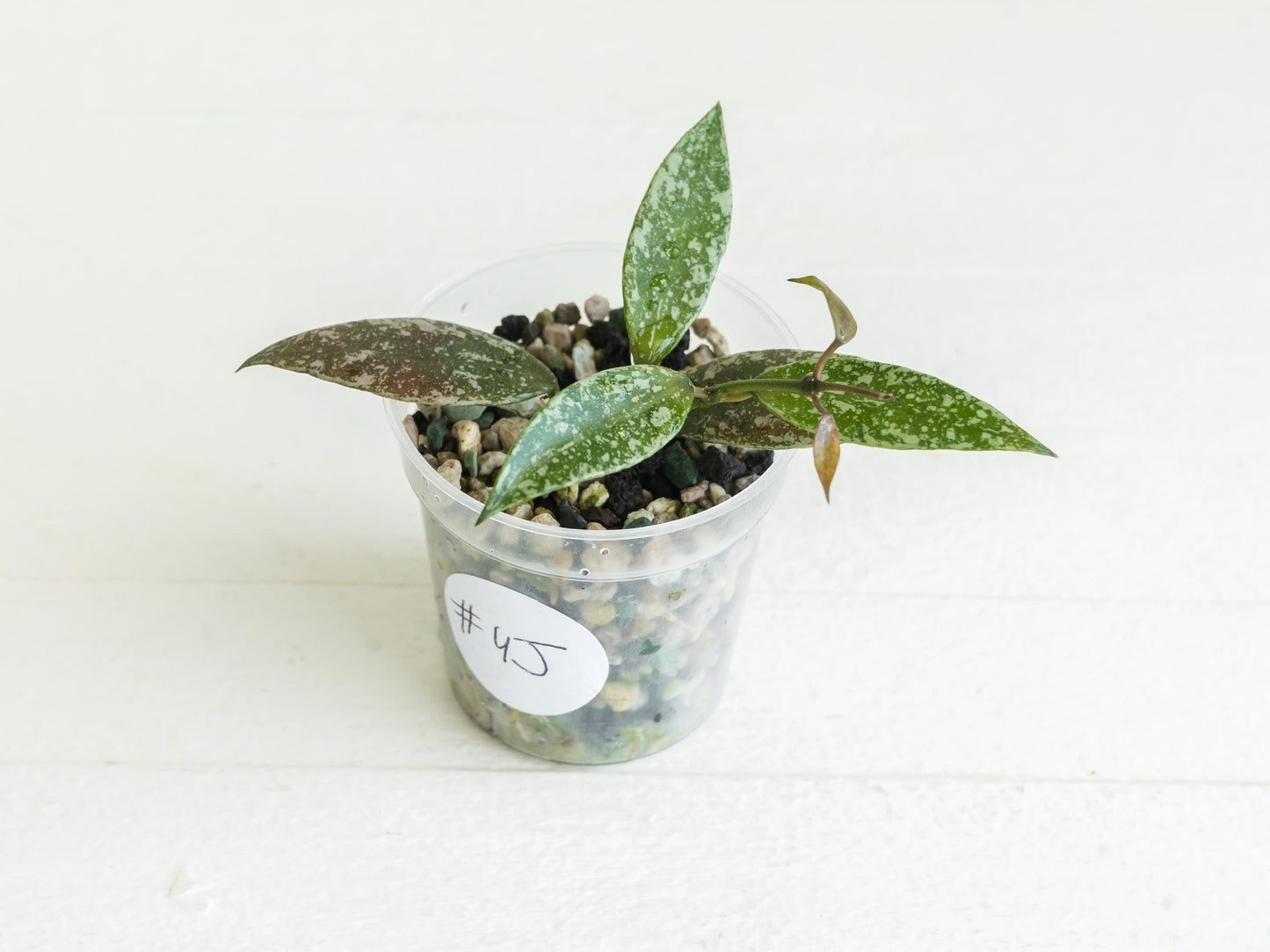 Hoya lacunosa 'Laos Full Splash' | 2-Inch