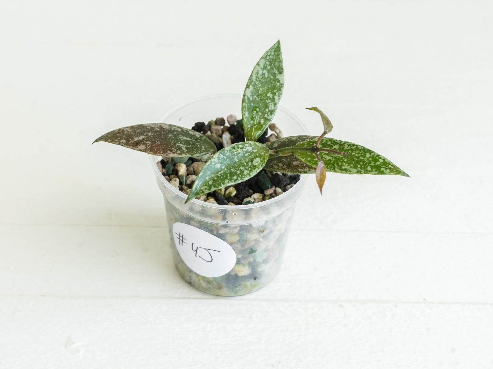 Hoya lacunosa 'Laos Full Splash' | 2-Inch