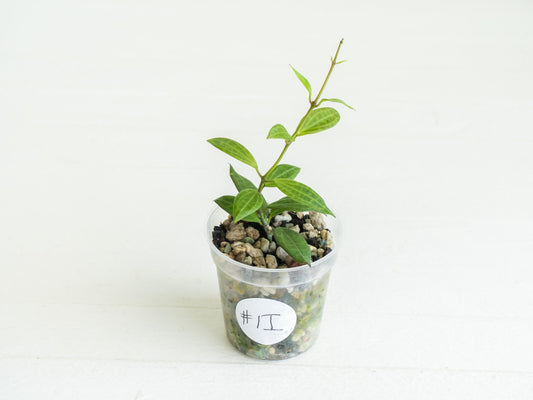 Hoya Microdwarf | 2-Inch