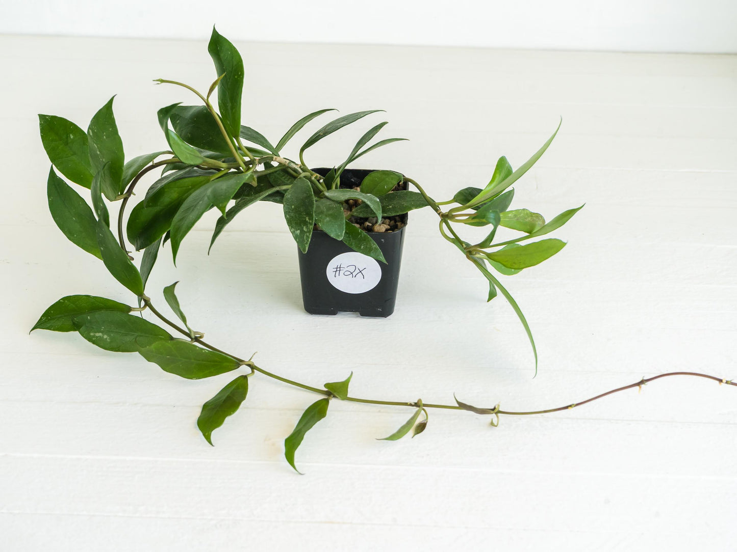 Hoya 'Rebecca' | 2-Inch