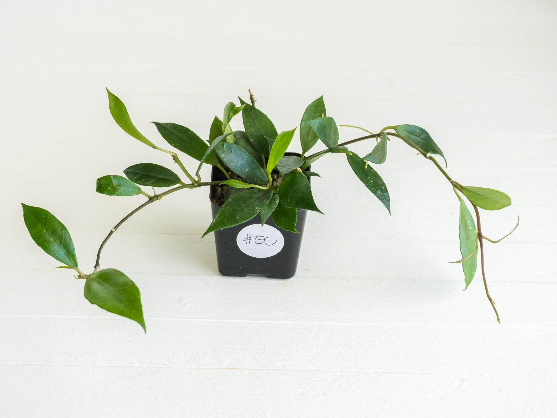Hoya 'Rebecca' | 2-Inch