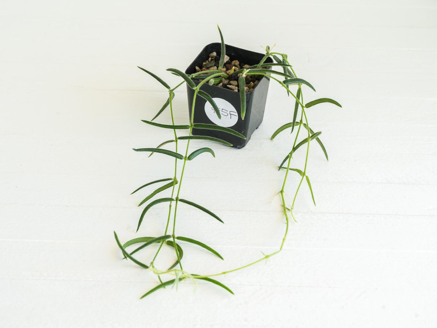 Hoya linearis | 2-Inch