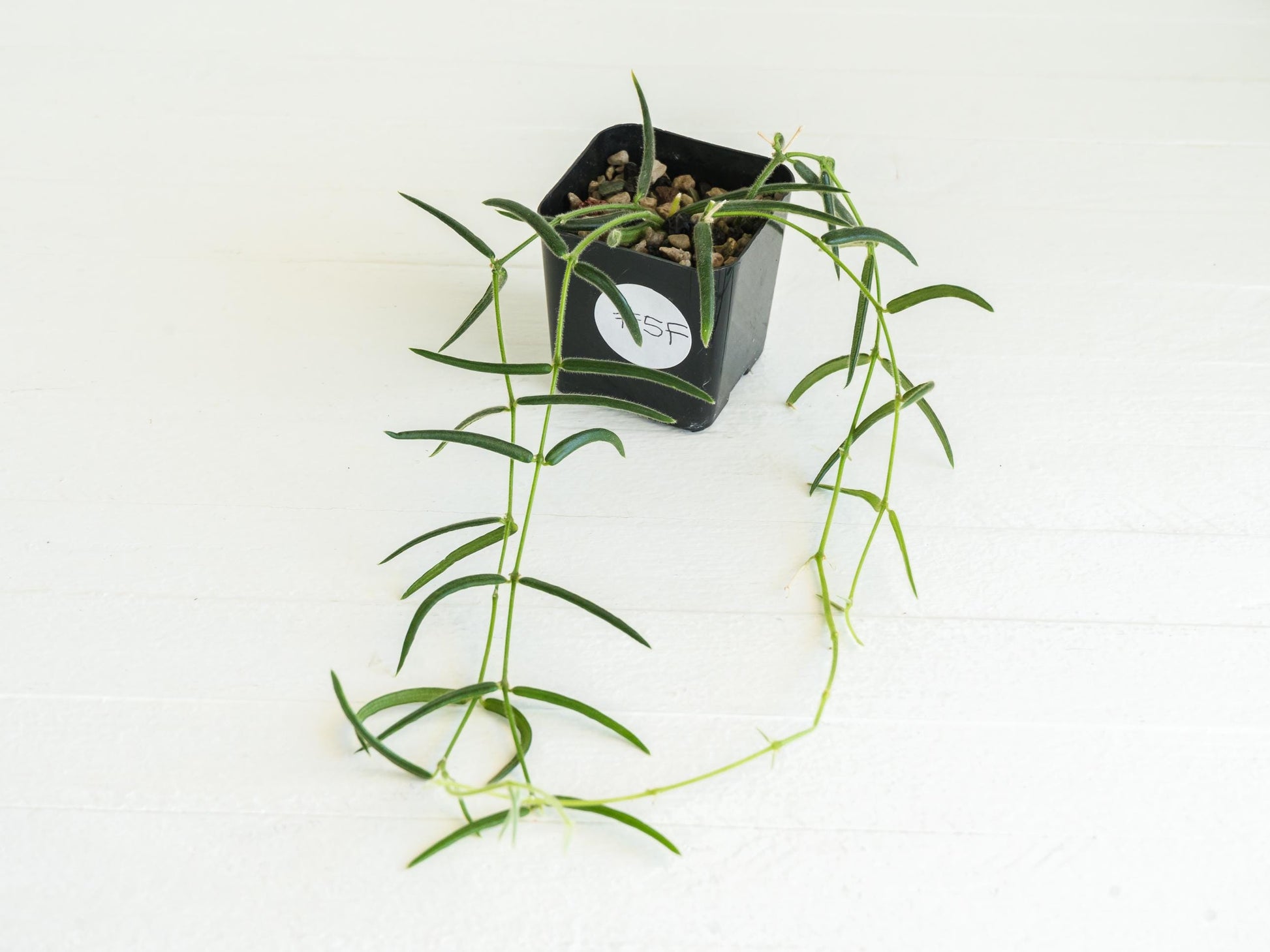 Hoya linearis | 2-Inch