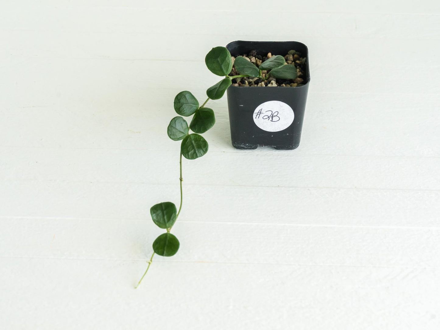 Hoya nummularia (formerly Hoya obcordata) | 2-Inch