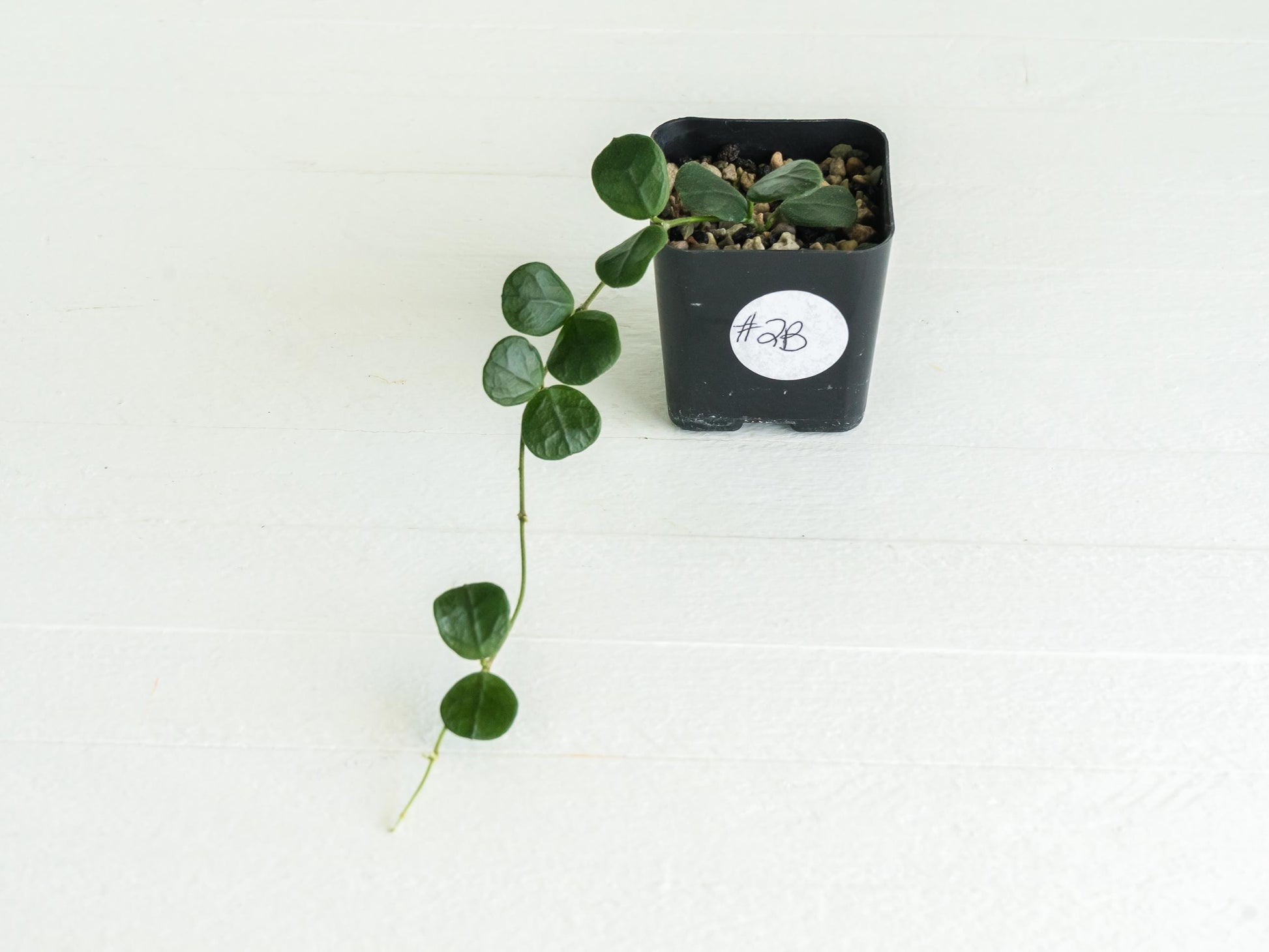 Hoya nummularia (formerly Hoya obcordata) | 2-Inch